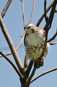 jeune buse  queue rousse perch dans un arbre