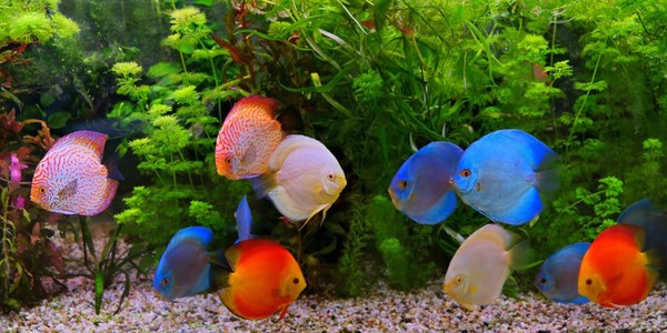 亚马逊河流域铁饼 (七彩) 在水族馆,淡水的鱼原产于亚马逊河流域的多