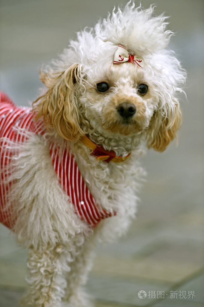 在街上玩的迷你贵宾犬