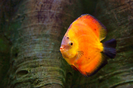 铁饼 七彩 在水族馆，淡水的鱼原产于亚马逊河流域的多色慈鲷