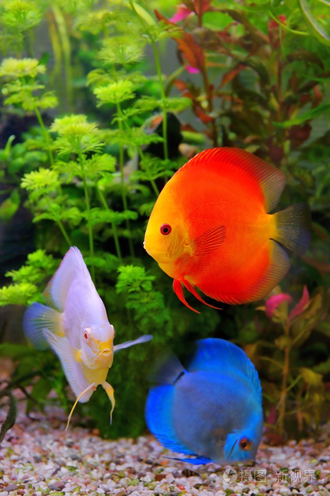 铁饼七彩在水族馆淡水的鱼原产于亚马逊河流域的多色慈鲷
