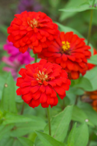 红色的津尼亚花。 家庭综合