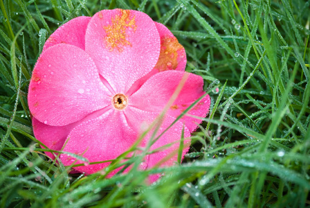 茶花在草