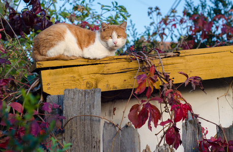 坐在屋顶上的猫