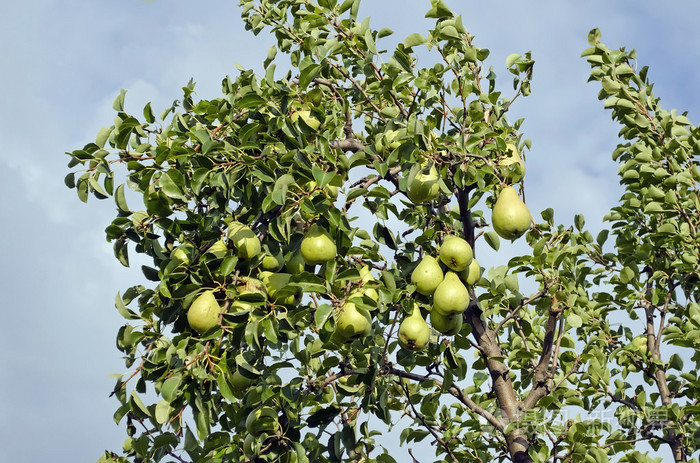 梨子树生长环境图片