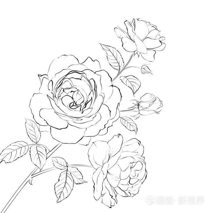 轮廓的玫瑰