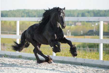 friesian 黑马跑驰骋在夏天