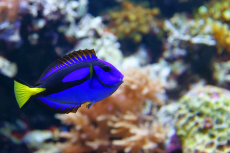 蓝塘 paracanthurus hepatus 鱼