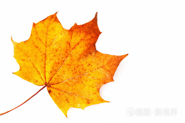 在白色背景上的美国梧桐树叶