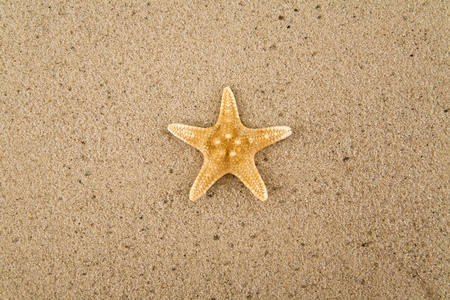 starfishs 在沙滩上