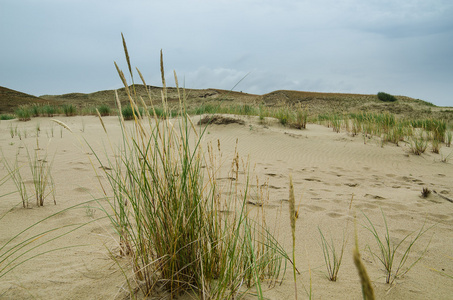 在 neringa，立陶宛的死沙丘