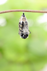 蝴蝶变化形式蚕蛹