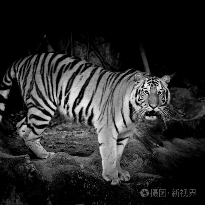 本命年穿红色有什么讲究_红色只能本命年穿吗_红色本命年是什么意思
