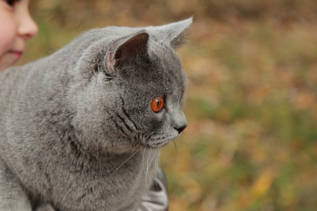 与英国的小猫，在公园里的女孩