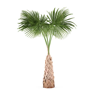 孤立的棕榈树。sabal 棕榈