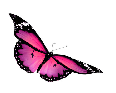 粉色蝴蝶飞，孤立在白色背景