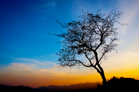 美丽的树的轮廓和蓝色的夕阳的天空