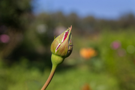 红玫瑰花蕾