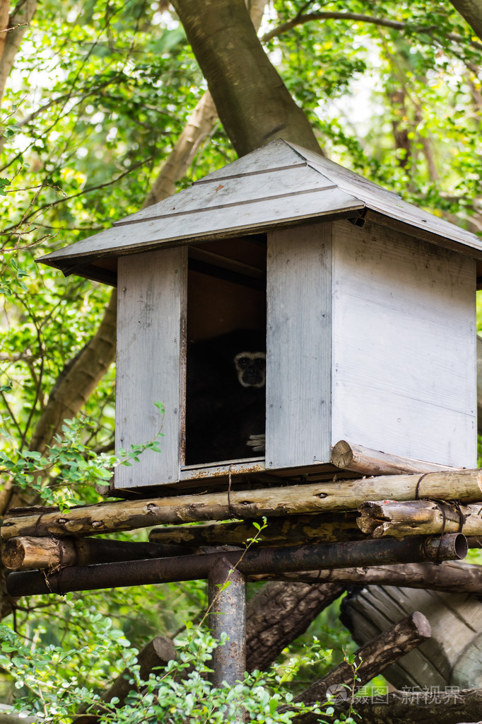 在小房子里,泰国清迈动物园的长臂猿