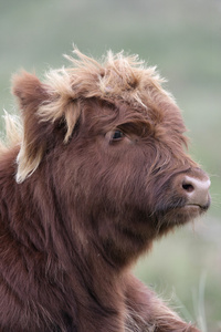 苏格兰高地牛