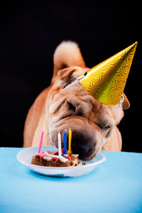 沙皮狗庆祝生日