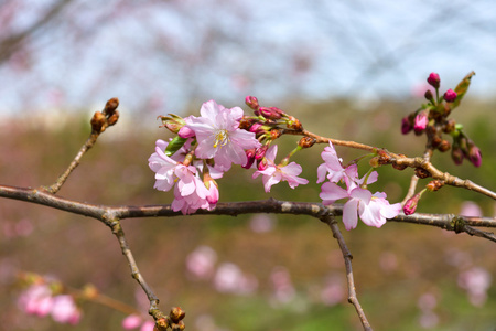 樱花