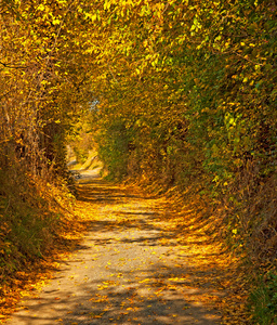 道路与落叶的秋天