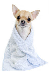 可爱的吉娃娃狗用蓝色毛巾
