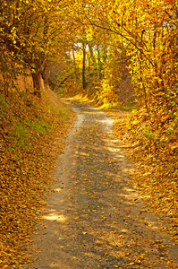 道路与落叶的秋天