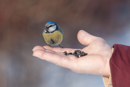 bluetit 吃种子