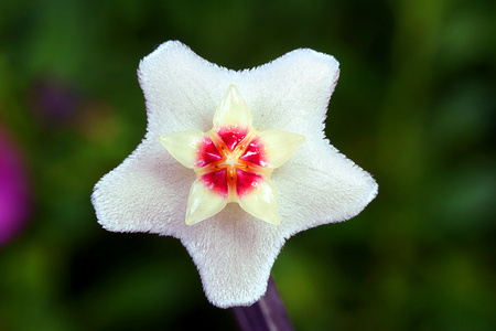 hoya 花