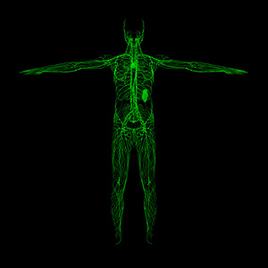 绿色的淋巴系统前视图
