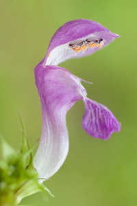 花荨麻