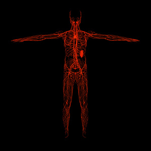 3d 渲染红淋巴系统前视图