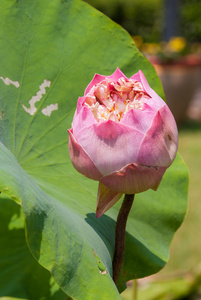 粉红色莲花