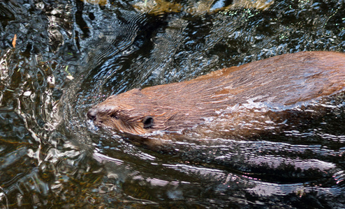 北美海狸蓖麻枝野生动物游泳坝