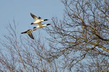 三个普通秋沙鸭飞过沼泽