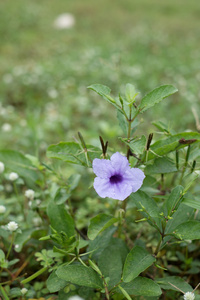 关闭紫色红茶花吸湿性木