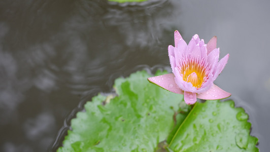 粉红色莲花盛开池百合花