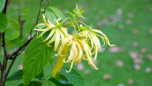 YlangYlang   ,     