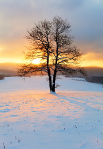 单树在冬季日出景观性质