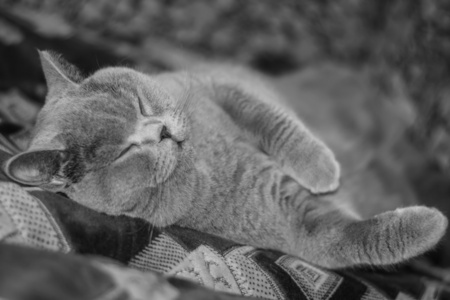 bleu 英国短毛猫猫睡觉