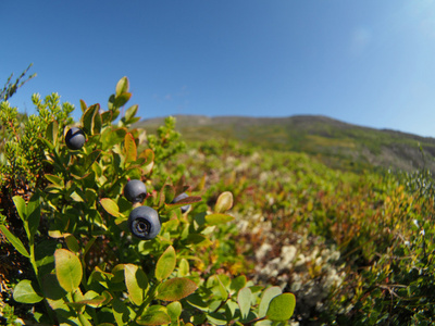 山中植物