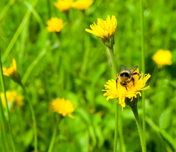 在一片草地上的蜜蜂
