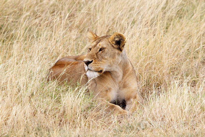 非洲母狮(潘提拉狮子座)