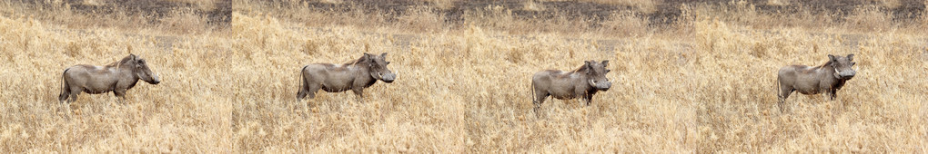 Warthog非洲沙科乔鲁