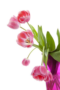 荷兰的郁金香在白色背景上的粉色花瓶
