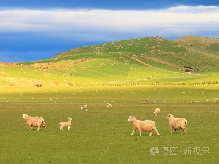 群羊在连绵起伏的丘陵,新西兰