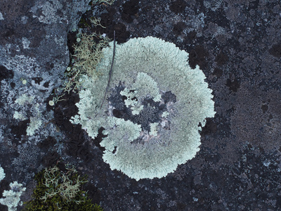 在目录林中苔藓