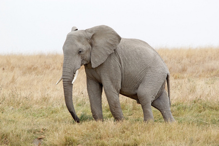 非洲象非洲象